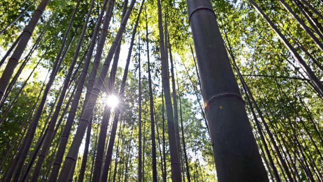 O sol brilha através de uma pausa em uma floresta de bambu
